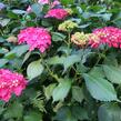 Hortenzie velkolistá 'Leuchtfeuer' - Hydrangea macrophylla 'Leuchtfeuer'