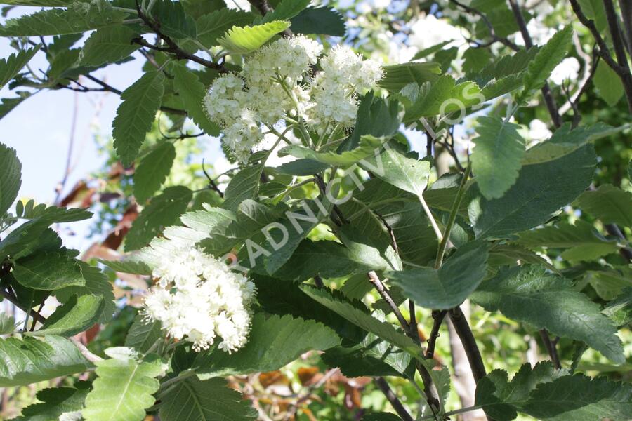 Jeřáb duryňský 'Fastigiata' - Sorbus thuringiaca 'Fastigiata'