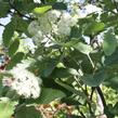 Jeřáb duryňský 'Fastigiata' - Sorbus thuringiaca 'Fastigiata'