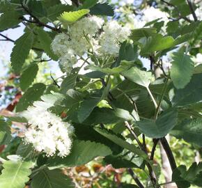 Jeřáb duryňský 'Fastigiata' - Sorbus thuringiaca 'Fastigiata'