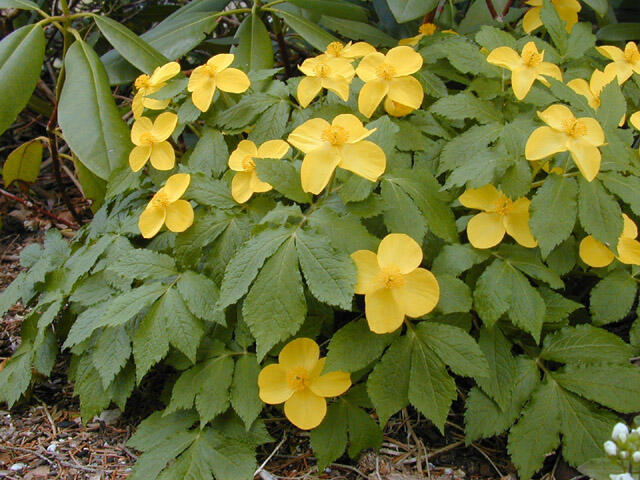 Vlaštovičníkovec japonský - Hylomecon japonica