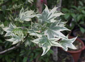 Ambroň západní 'Albomarginata Manon' - Liquidambar styraciflua 'Albomarginata Manon'