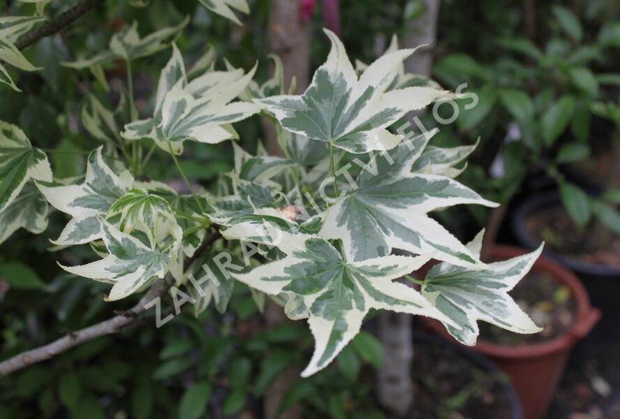 Ambroň západní 'Albomarginata Manon' - Liquidambar styraciflua 'Albomarginata Manon'