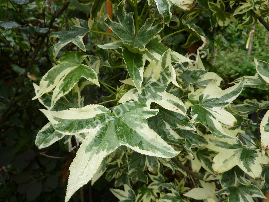 Ambroň západní 'Albomarginata Manon' - Liquidambar styraciflua 'Albomarginata Manon'
