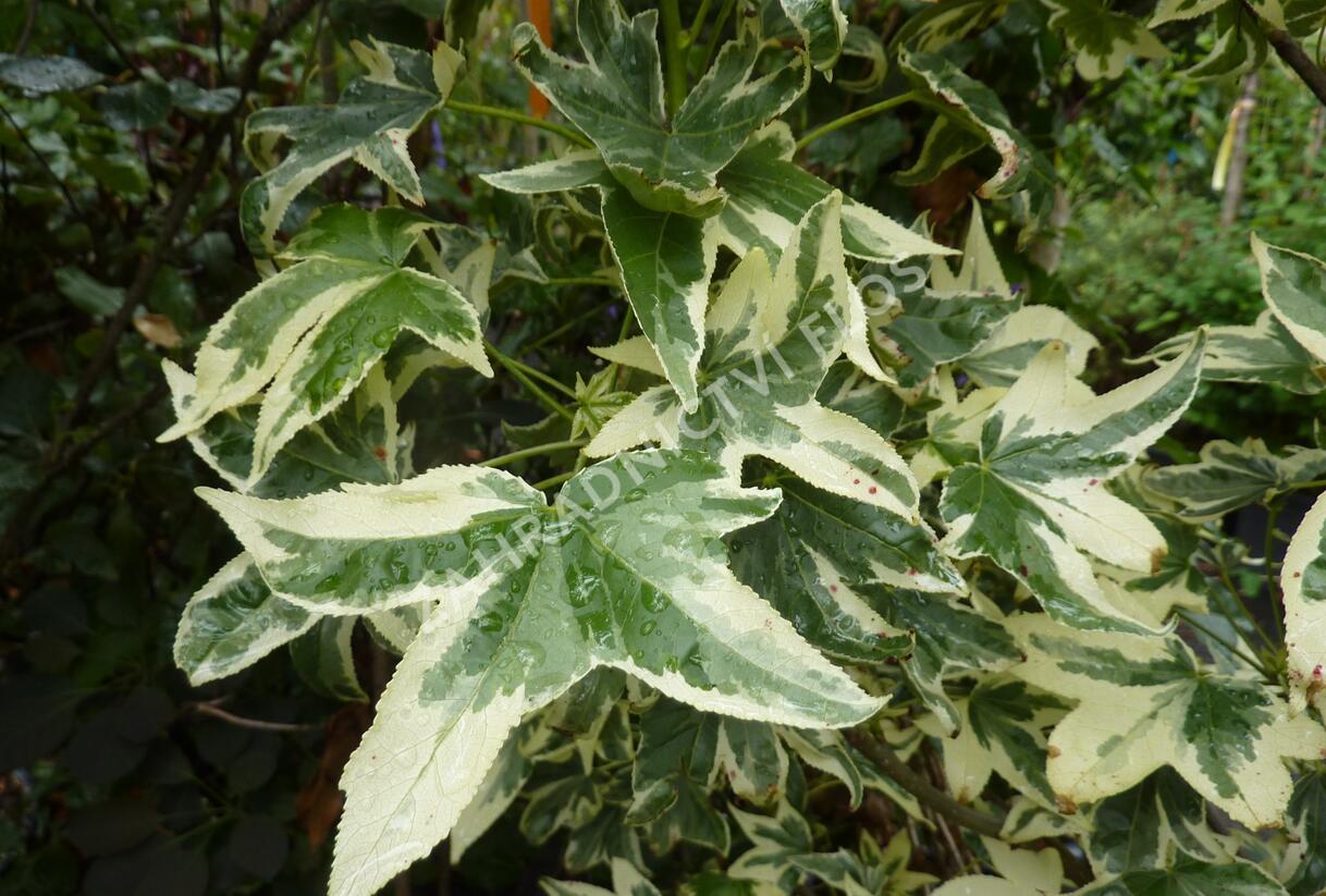 Ambroň západní 'Albomarginata Manon' - Liquidambar styraciflua 'Albomarginata Manon'