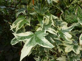 Ambroň západní 'Albomarginata Manon' - Liquidambar styraciflua 'Albomarginata Manon'