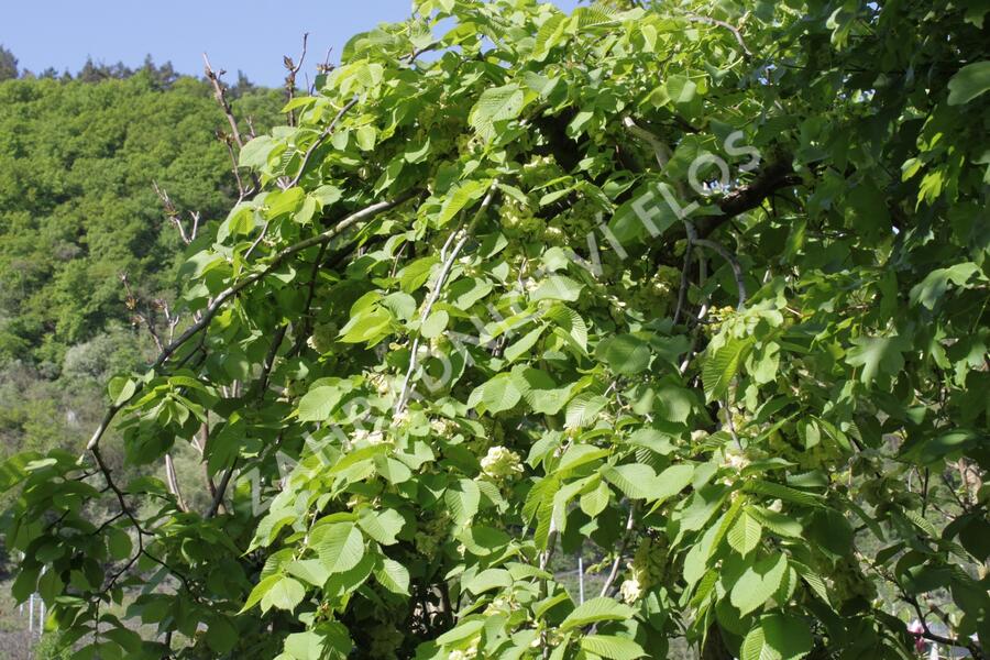 Jilm 'Pendula' - Ulmus 'Pendula'