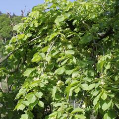 Jilm 'Pendula' - Ulmus 'Pendula'