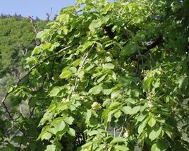 Jilm 'Pendula'