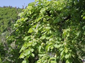 Jilm 'Pendula' - Ulmus 'Pendula'