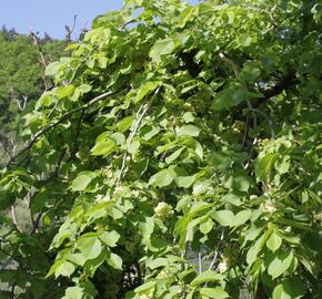 Jilm 'Pendula' - Ulmus 'Pendula'