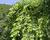 Jilm 'Pendula'