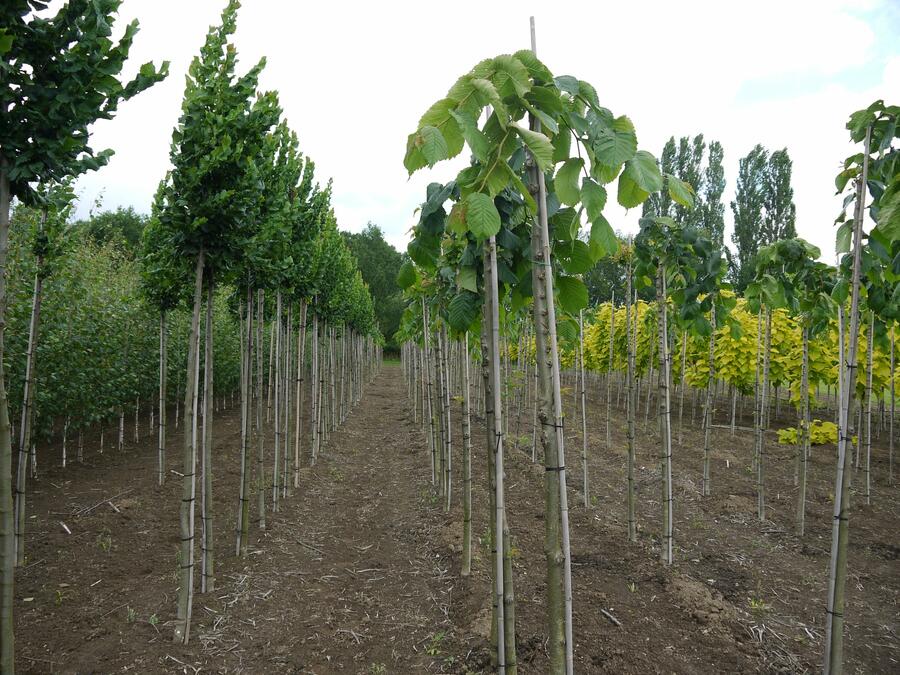 Jilm 'Pendula' - Ulmus 'Pendula'