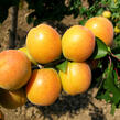 Meruňka velmi raná 'Ledana' - Prunus armeniaca 'Ledana'