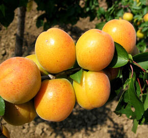 Meruňka velmi raná 'Ledana' - Prunus armeniaca 'Ledana'