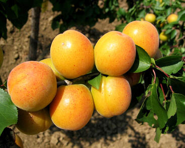 Meruňka velmi raná 'Ledana'