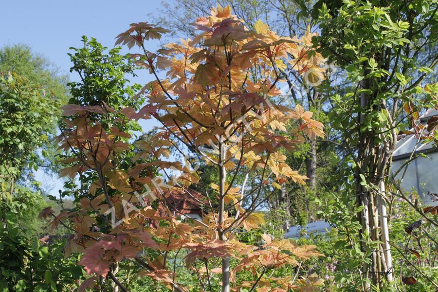 Javor klen 'Simon-Louis Freres' - Acer pseudoplatanus 'Simon-Louis Freres'