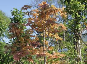 Javor klen 'Simon-Louis Freres' - Acer pseudoplatanus 'Simon-Louis Freres'