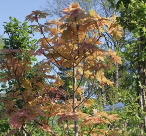 Javor klen 'Simon-Louis Freres' - Acer pseudoplatanus 'Simon-Louis Freres'