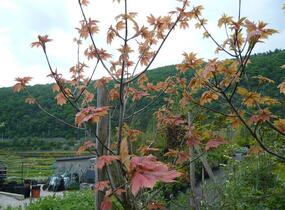 Javor klen 'Simon-Louis Freres' - Acer pseudoplatanus 'Simon-Louis Freres'