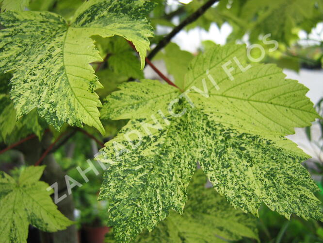 Javor klen 'Simon-Louis Freres' - Acer pseudoplatanus 'Simon-Louis Freres'
