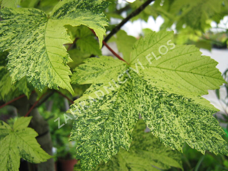 Javor klen 'Simon-Louis Freres' - Acer pseudoplatanus 'Simon-Louis Freres'
