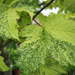 Javor klen 'Simon-Louis Freres' - Acer pseudoplatanus 'Simon-Louis Freres'