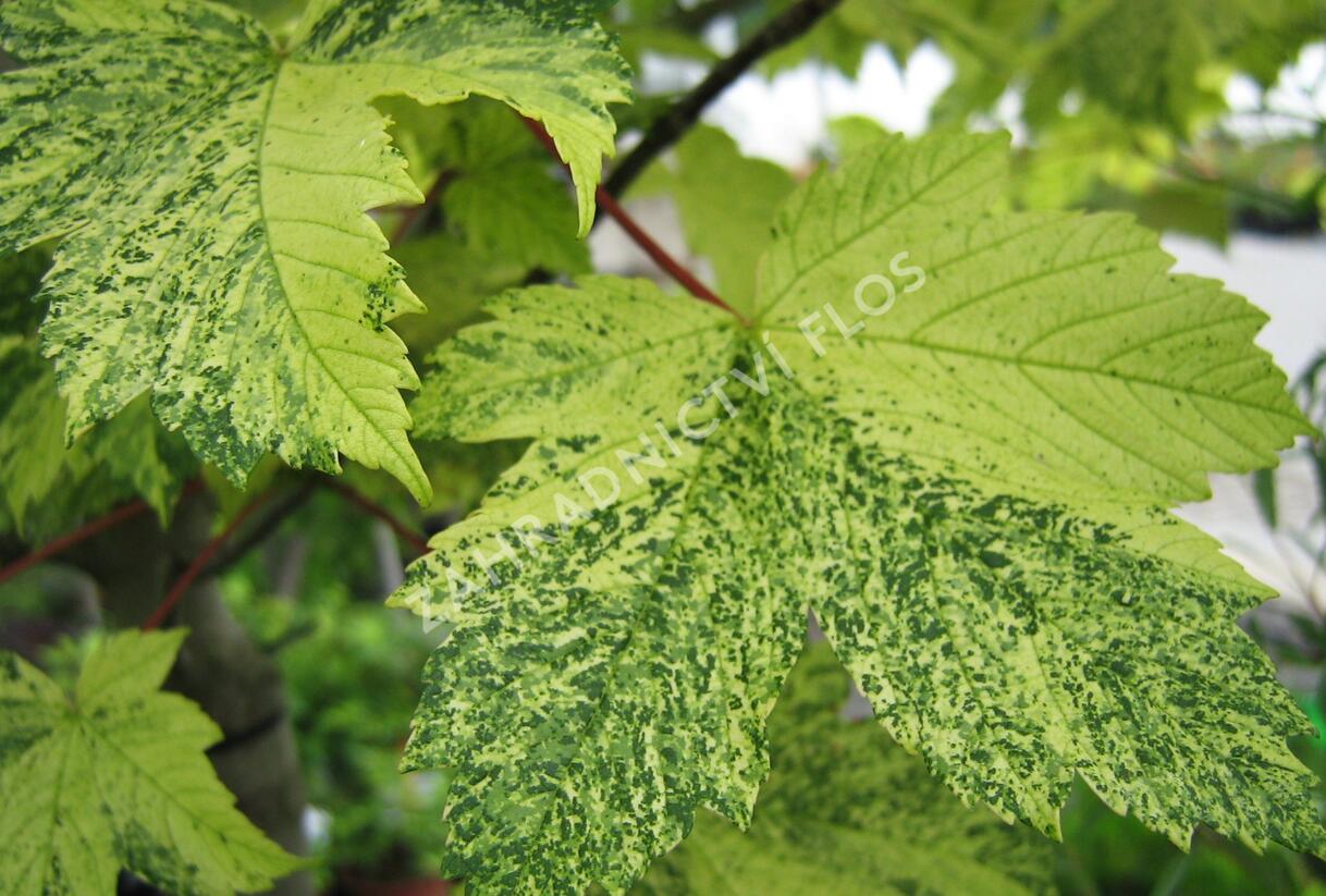 Javor klen 'Simon-Louis Freres' - Acer pseudoplatanus 'Simon-Louis Freres'