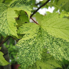 Javor klen 'Simon-Louis Freres' - Acer pseudoplatanus 'Simon-Louis Freres'