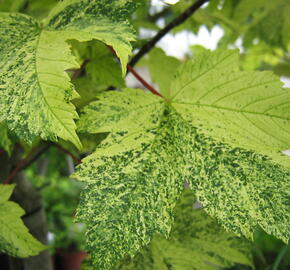 Javor klen 'Simon-Louis Freres' - Acer pseudoplatanus 'Simon-Louis Freres'