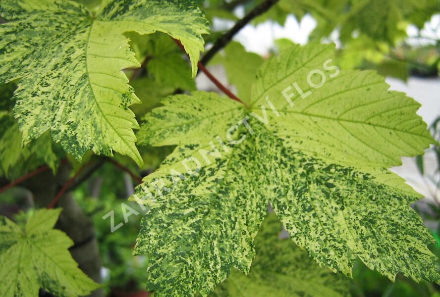 Javor klen 'Simon-Louis Freres' - Acer pseudoplatanus 'Simon-Louis Freres'