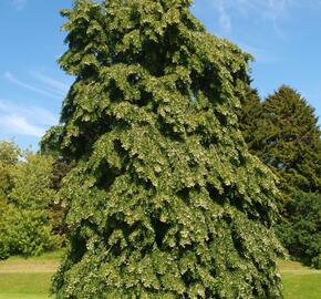 Lípa řapíkatá - Tilia petiolaris