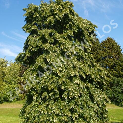 Lípa řapíkatá - Tilia petiolaris