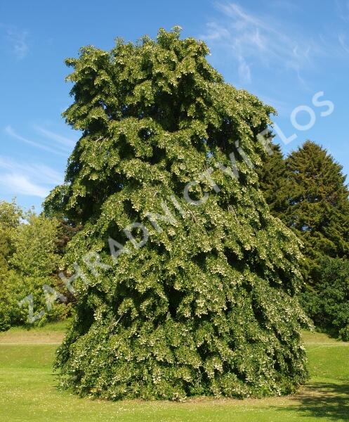 Lípa řapíkatá - Tilia petiolaris