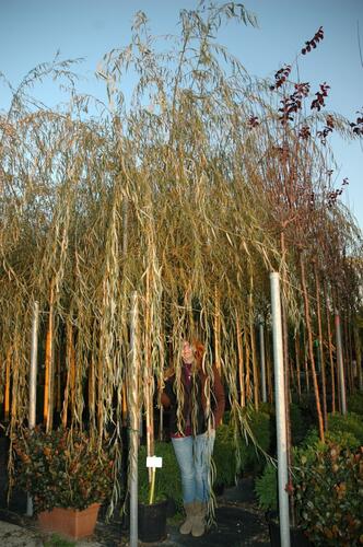Vrba babylónská - Salix babylonica