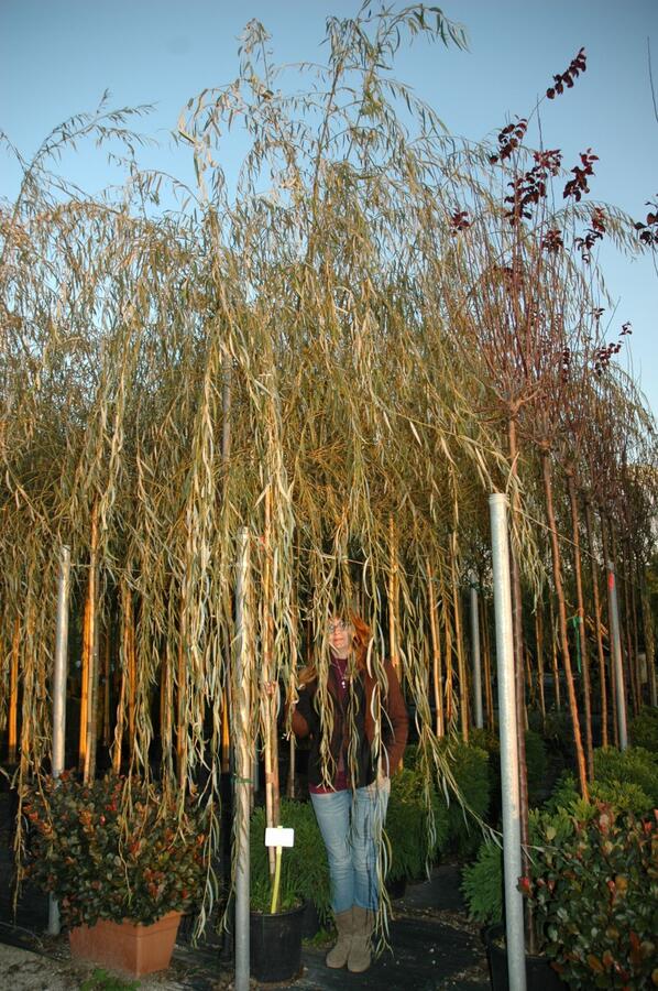 Vrba babylónská - Salix babylonica