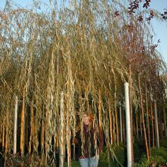 Vrba babylónská - Salix babylonica