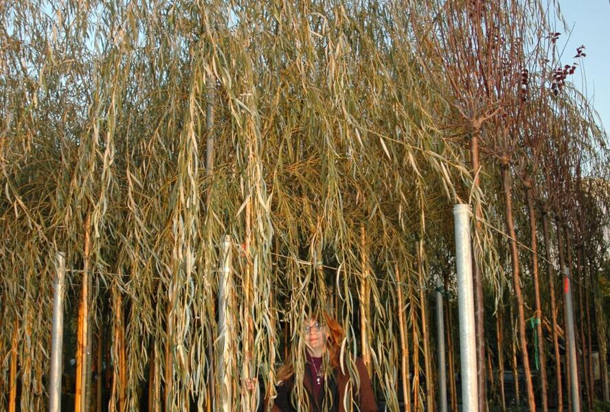 Vrba babylónská - Salix babylonica