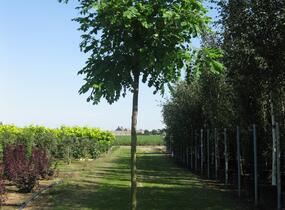 Trnovník huňatý - Robinia hispida