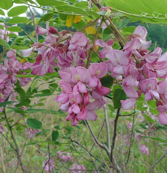 Trnovník huňatý - Robinia hispida