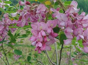 Trnovník huňatý - Robinia hispida