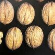 Ořešák vlašský (královský) 'Seifersdorferský' - Juglans regia 'Seifersdorferský'