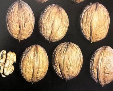 Ořešák vlašský (královský) 'Seifersdorferský'