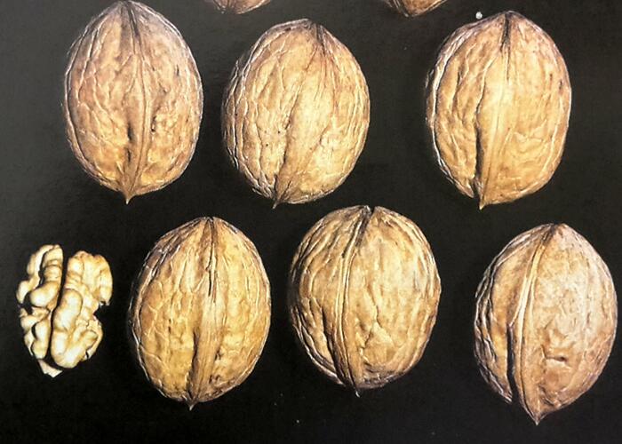 Ořešák vlašský (královský) 'Seifersdorferský' - Juglans regia 'Seifersdorferský'