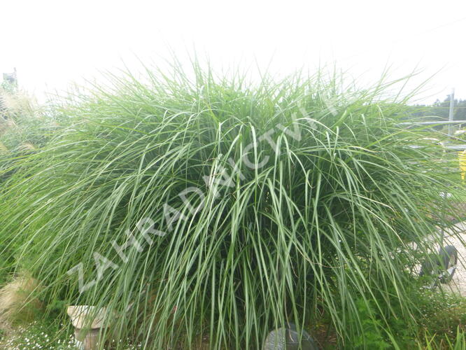 Ozdobnice čínská 'Grosse Fontaine' - Miscanthus sinensis 'Grosse Fontaine'