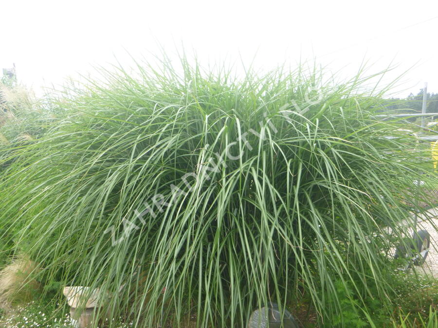 Ozdobnice čínská 'Grosse Fontaine' - Miscanthus sinensis 'Grosse Fontaine'