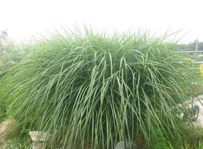Ozdobnice čínská 'Grosse Fontaine' - Miscanthus sinensis 'Grosse Fontaine'