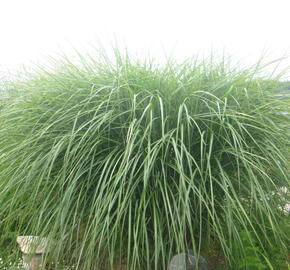 Ozdobnice čínská 'Grosse Fontaine' - Miscanthus sinensis 'Grosse Fontaine'