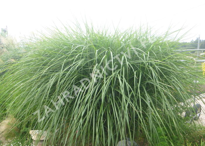 Ozdobnice čínská 'Grosse Fontaine' - Miscanthus sinensis 'Grosse Fontaine'