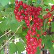 Rybíz červený 'Junifer' - Ribes rubrum 'Junifer'